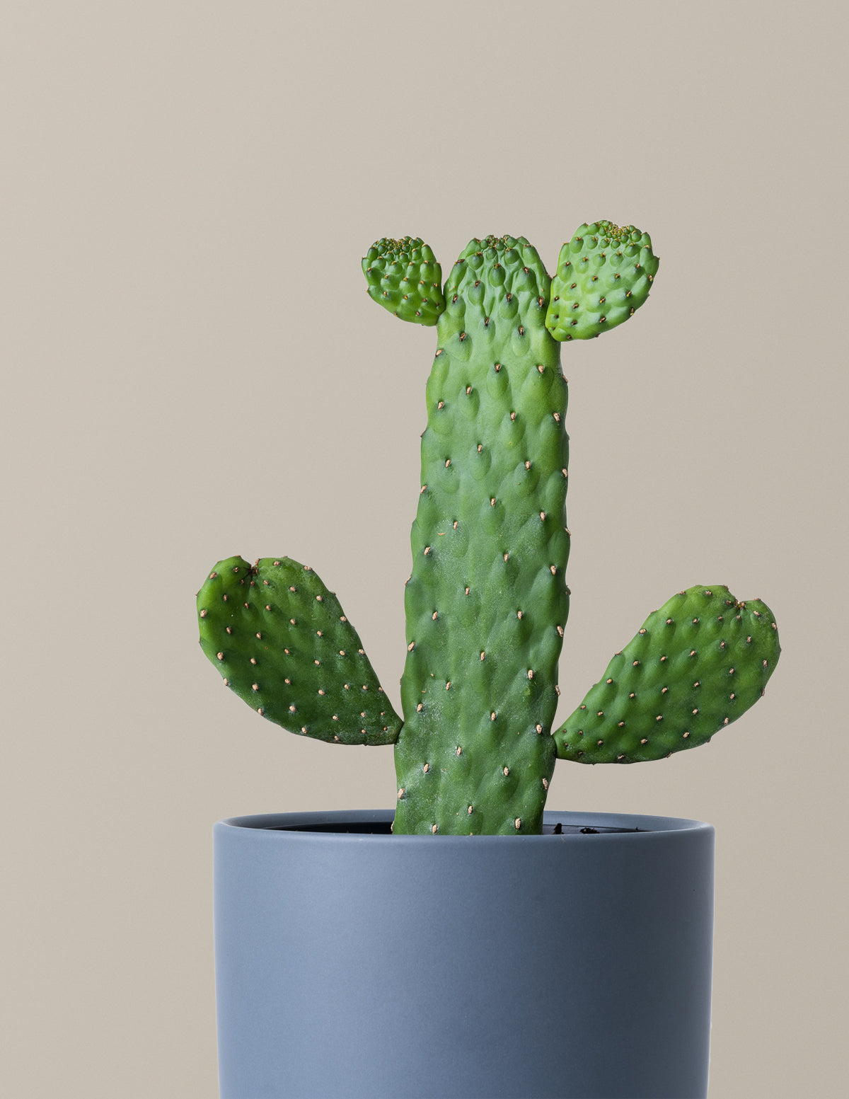 Prickly Pear Cactus Joseph's Coat