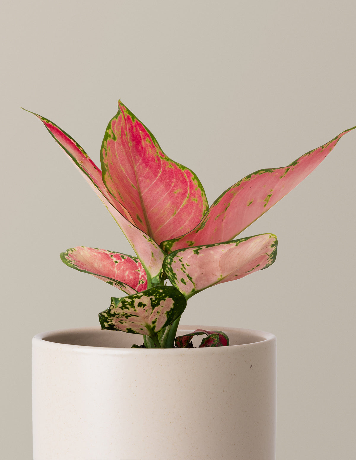 aglaonema moisture meter Aglaonema Beauty Houseplant with Planter - Small (3"-5" tall) Cream Planter