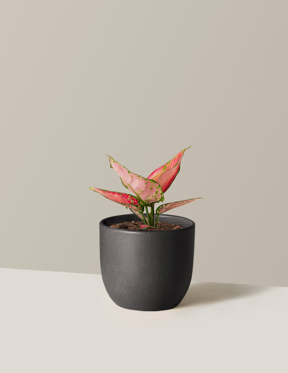 Aglaonema Beauty Houseplant with Planter - Small (3