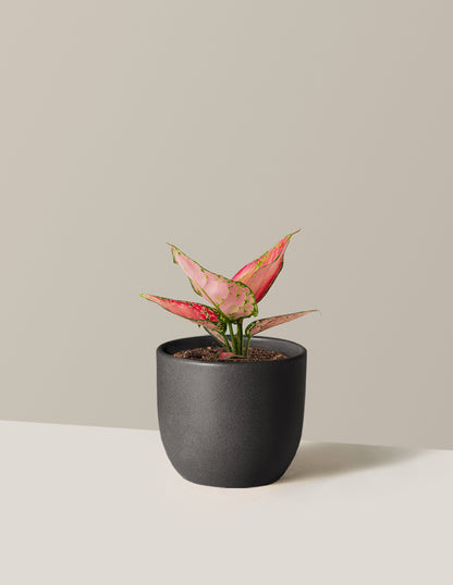 Aglaonema Beauty