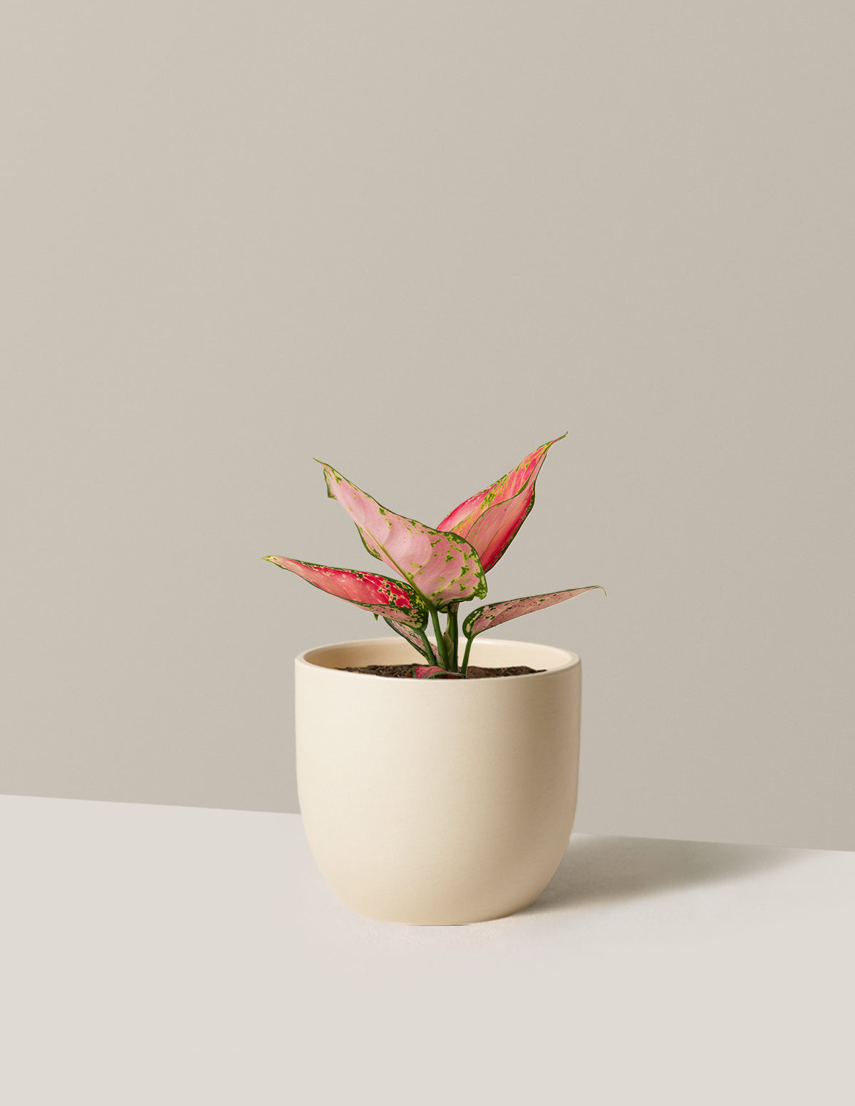 Aglaonema Beauty Houseplant with Planter - Small (3