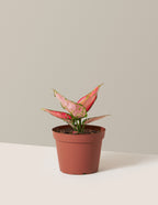 bundle | Small | Grow Pot
