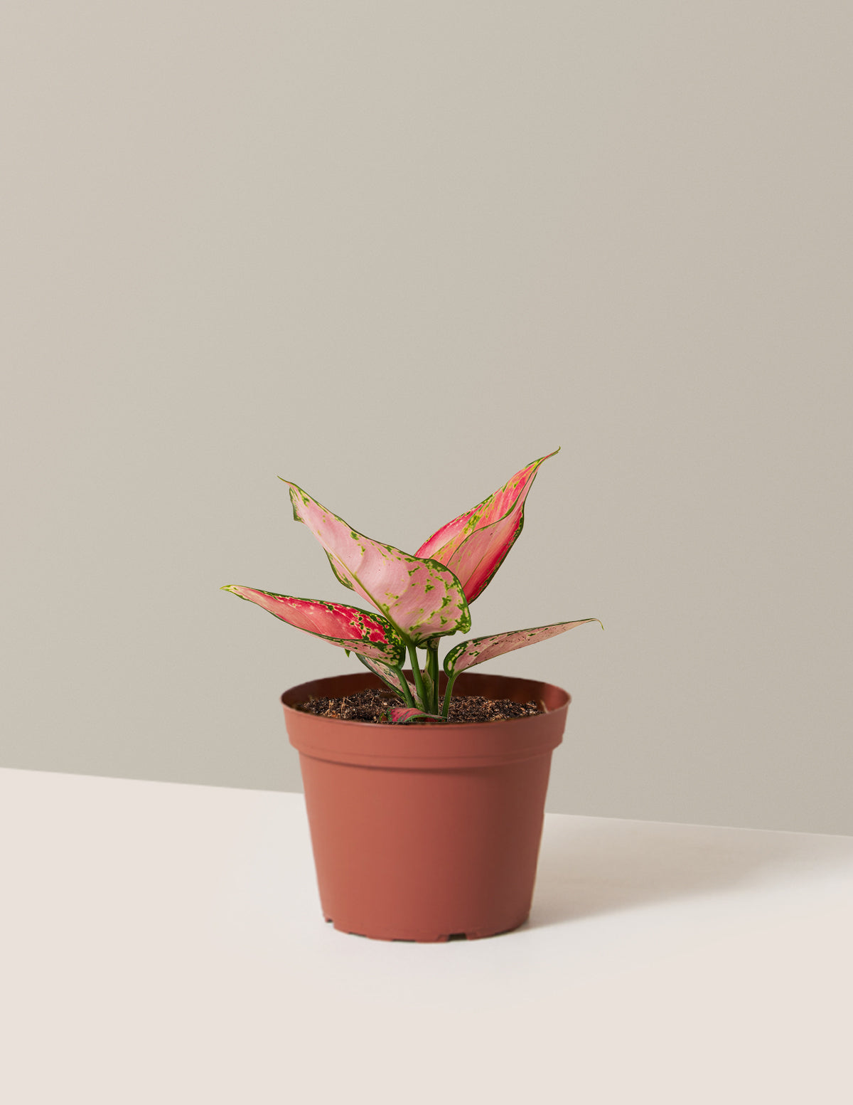 Aglaonema Beauty