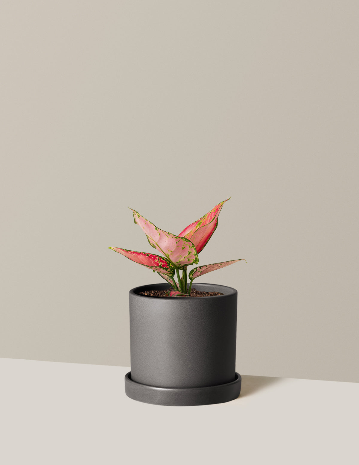 Aglaonema Beauty