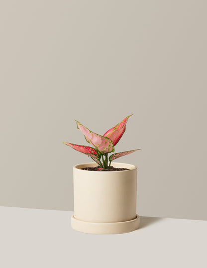 Aglaonema Beauty