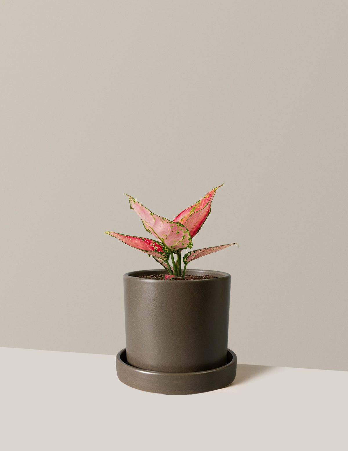 Aglaonema Beauty Houseplant with Planter - Small (3