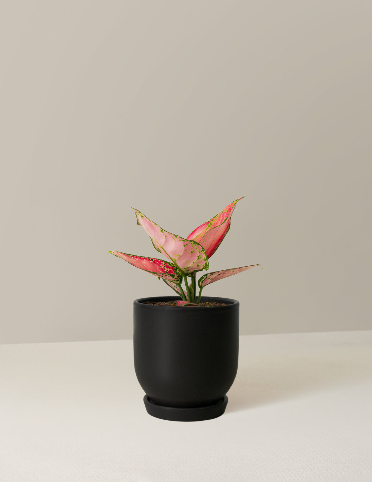 aglaonema black beauty Aglaonema Beauty Houseplant with Planter - Small (3"-5" tall) Cream Planter