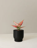 bundle | Small | Westcott | Black