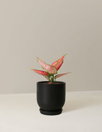 bundle | Small | Westcott | Black
