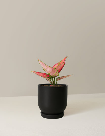 Aglaonema Beauty