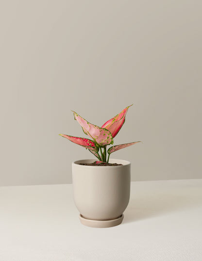 Aglaonema Beauty