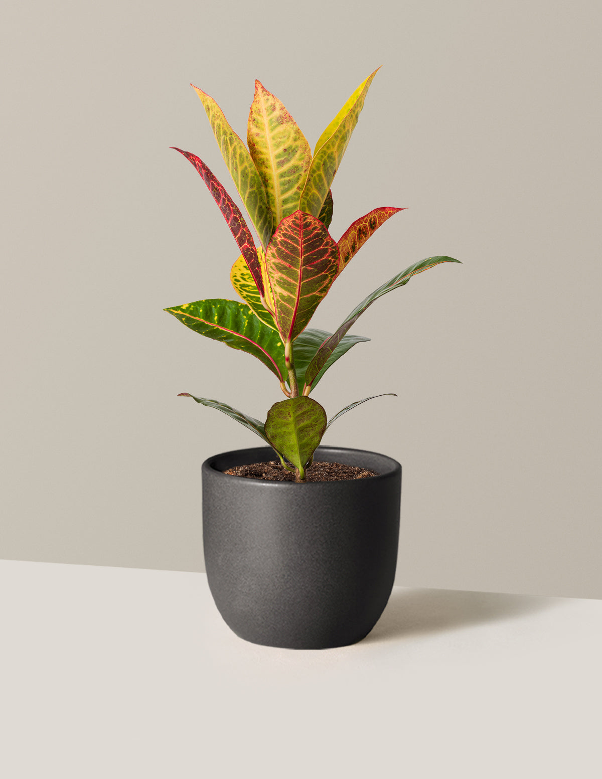 Croton Petra