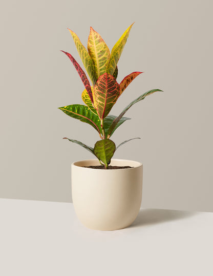 Croton Petra