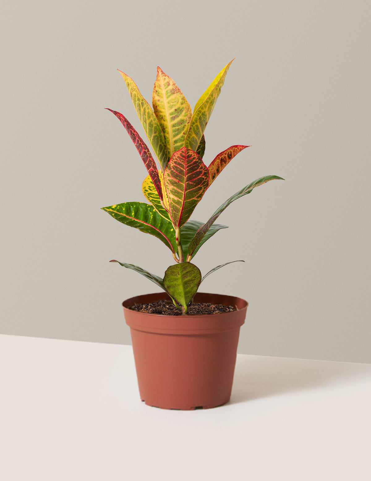Croton Petra