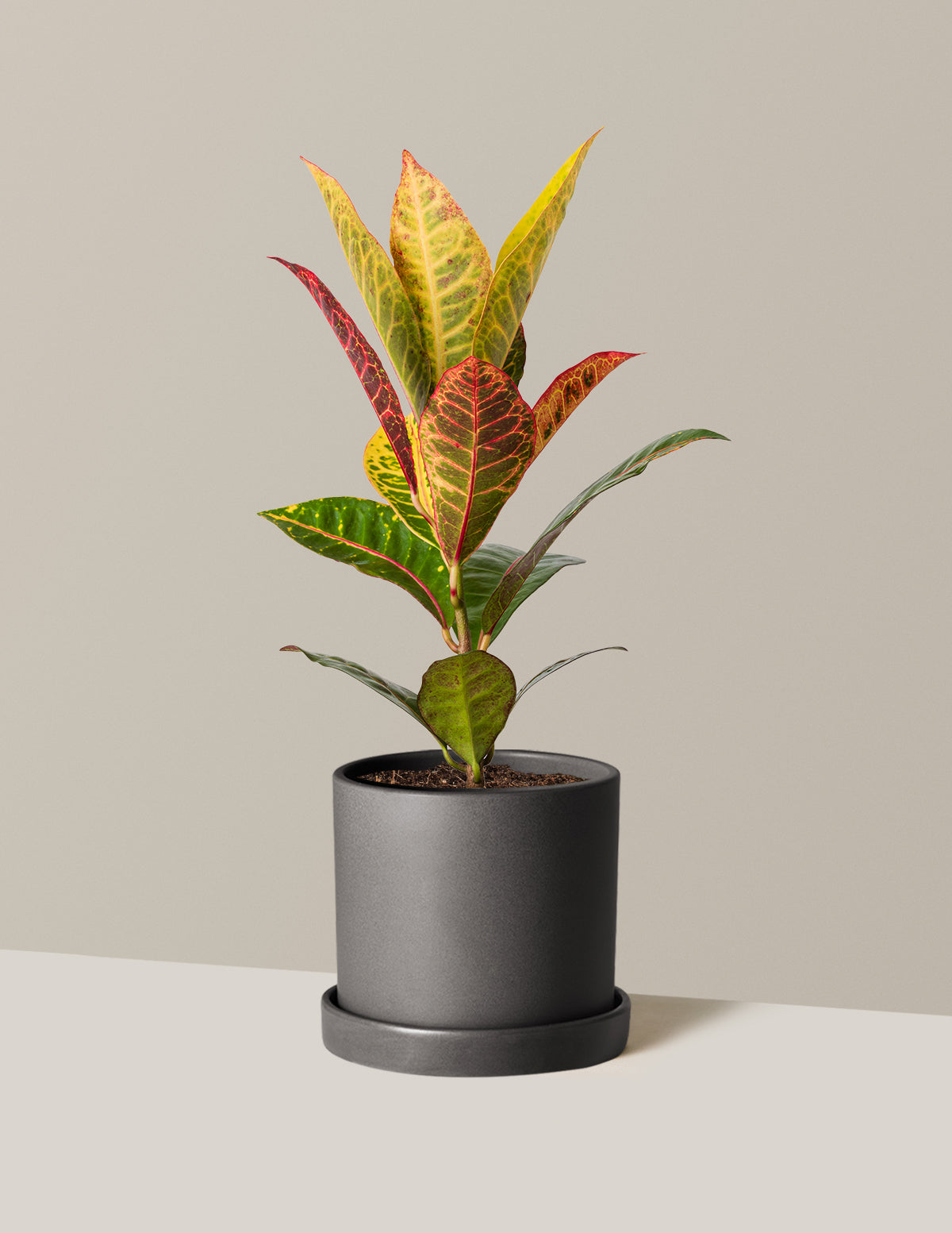 Croton Petra