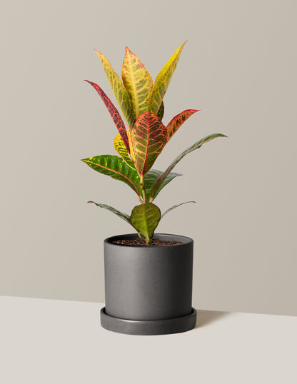 Croton Petra