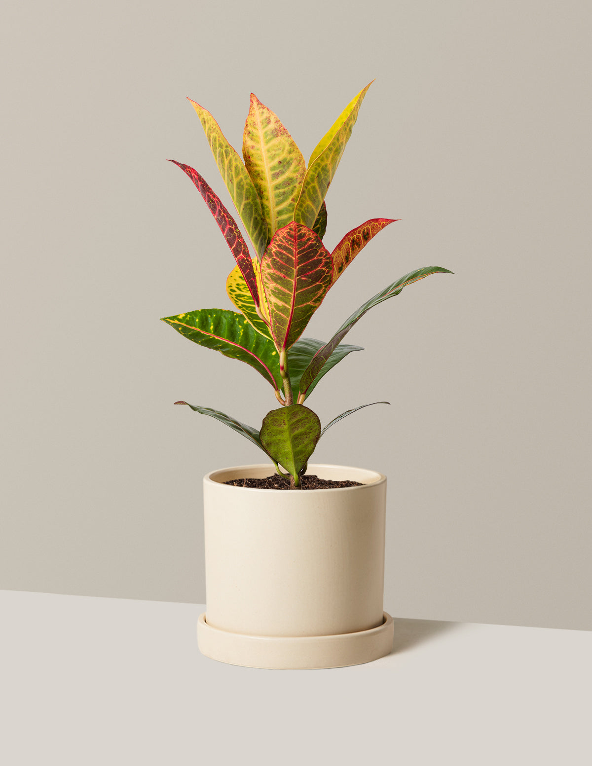 Croton Petra