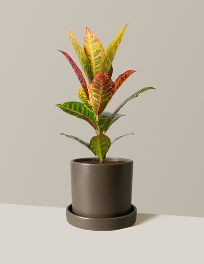 Croton Petra