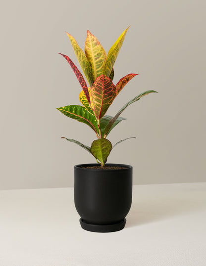 Croton Petra