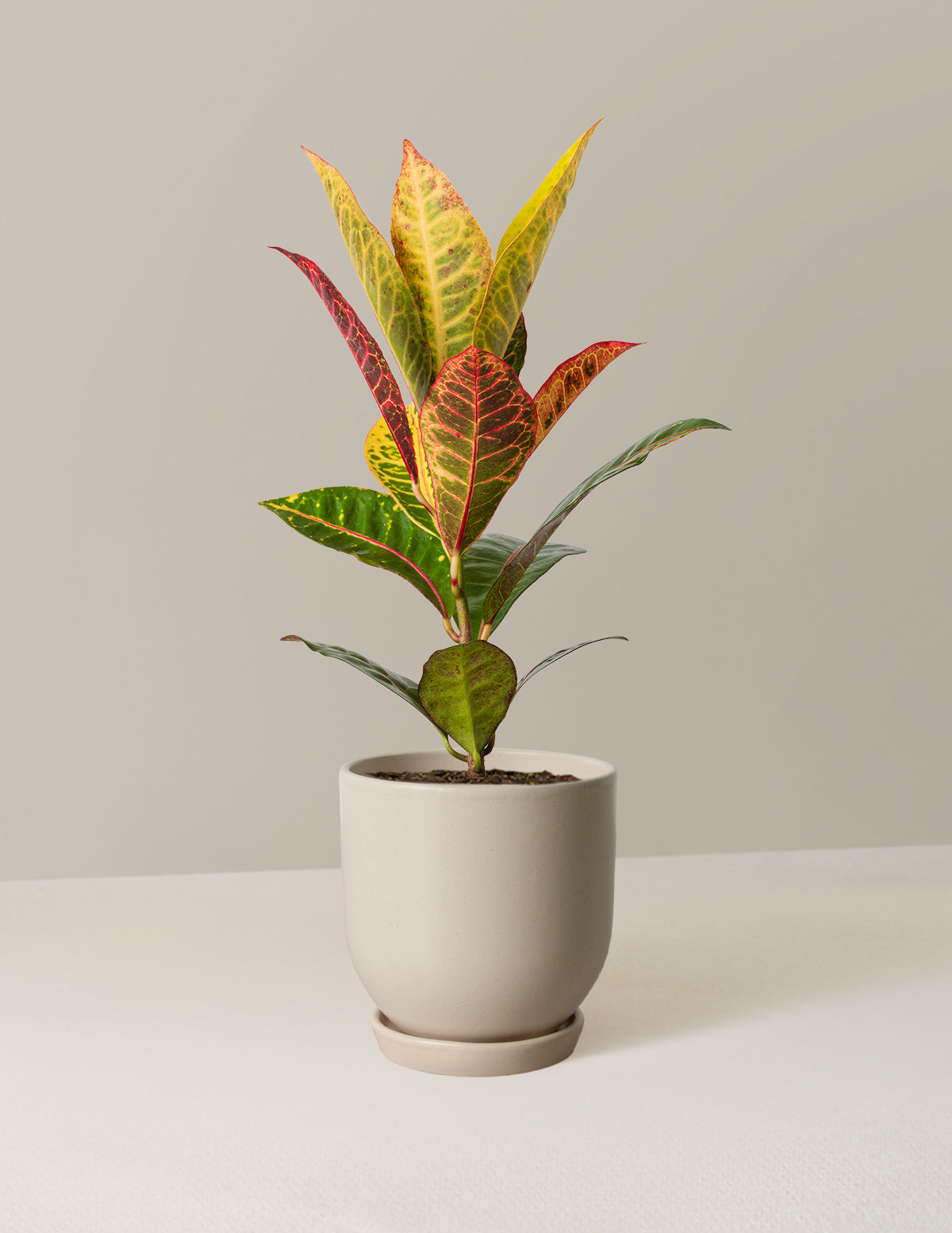 Croton Petra