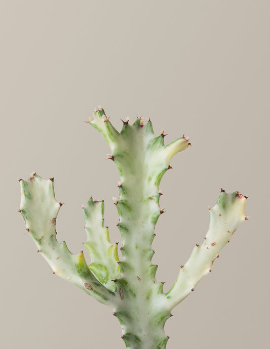 Euphorbia White Ghost