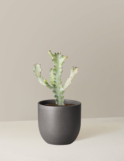 Ghost Cactus