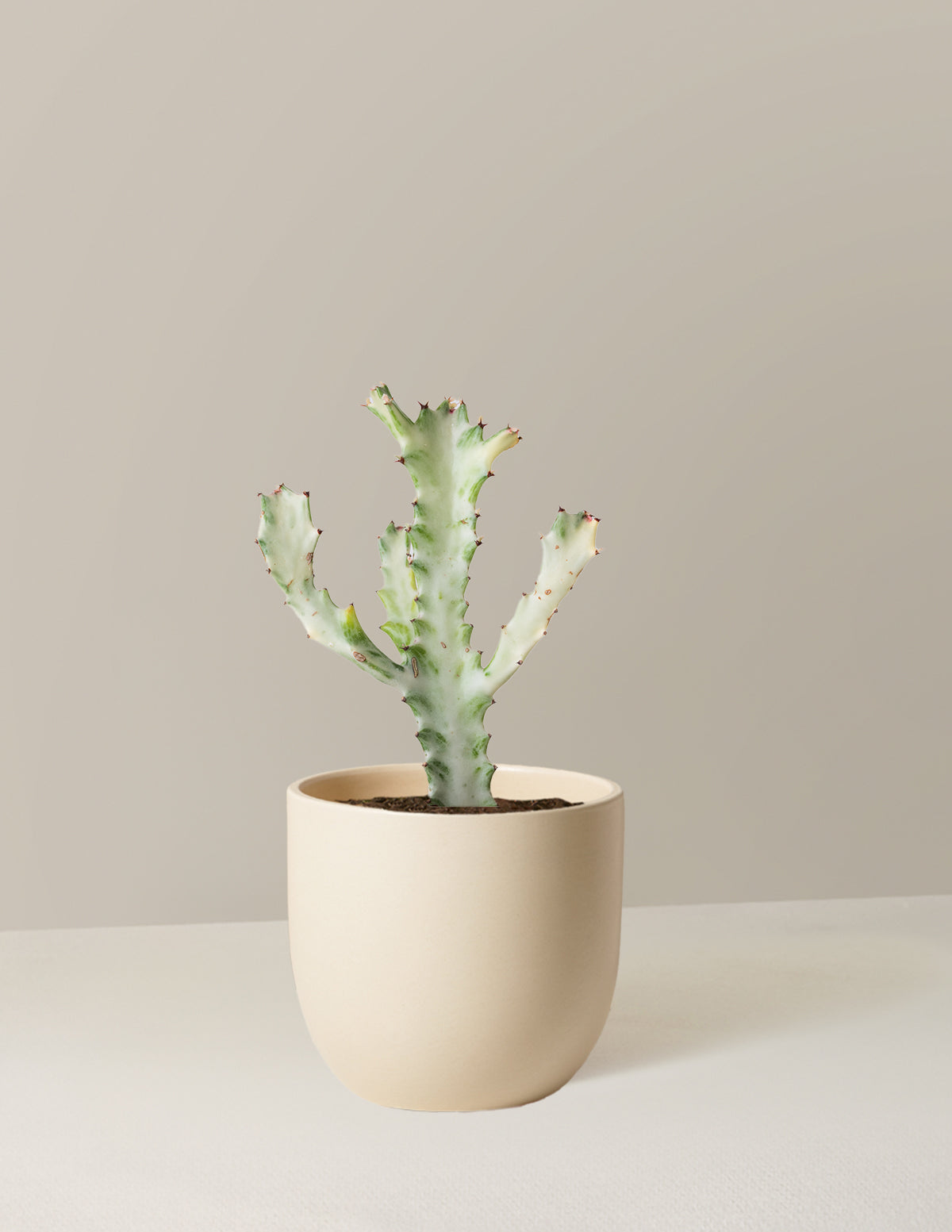 euphorbia cactus succulent Euphorbia White Ghost | Indoor Plants for Delivery