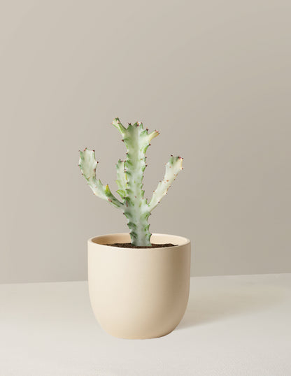 Ghost Cactus
