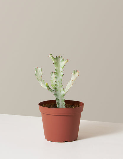 Ghost Cactus