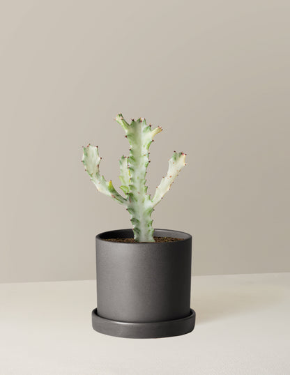 Ghost Cactus