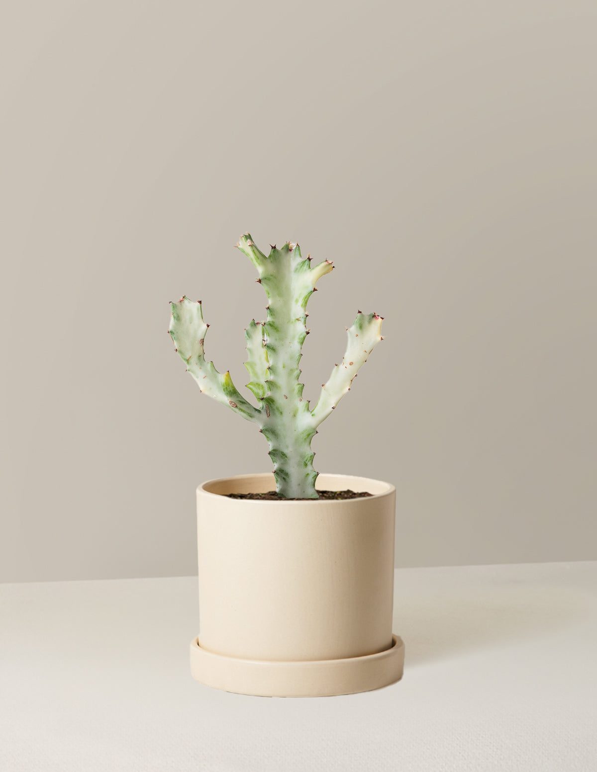 white ghost succulent Euphorbia White Ghost | Indoor Plants for Delivery