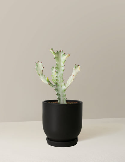 Ghost Cactus