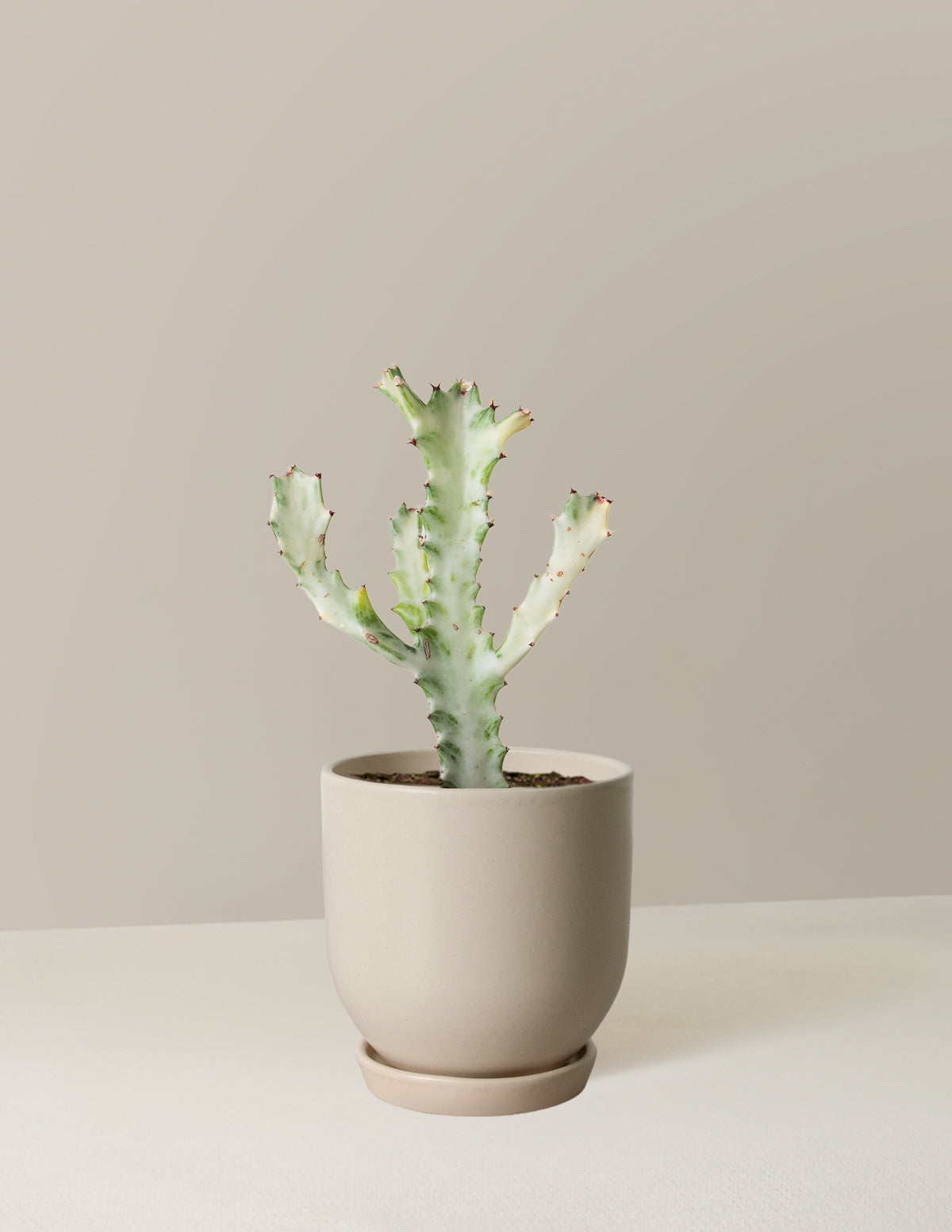ghost plant indoors Euphorbia White Ghost | Indoor Plants for Delivery