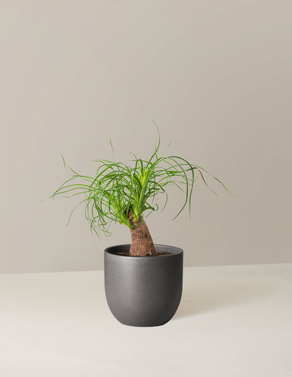 Ponytail Palm