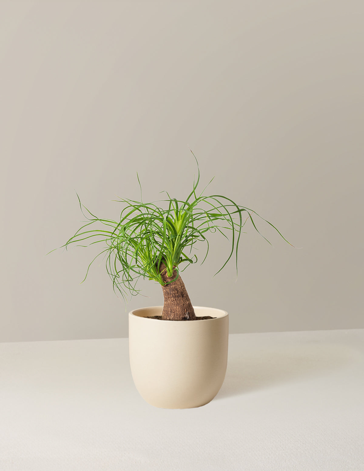 Ponytail Palm