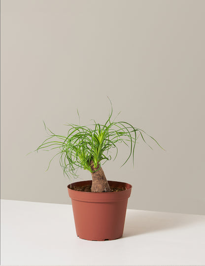 Ponytail Palm