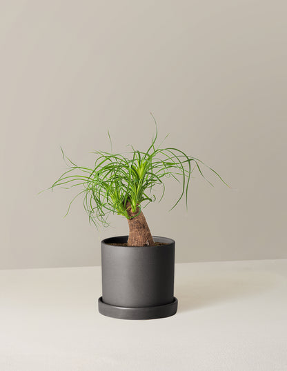 Ponytail Palm