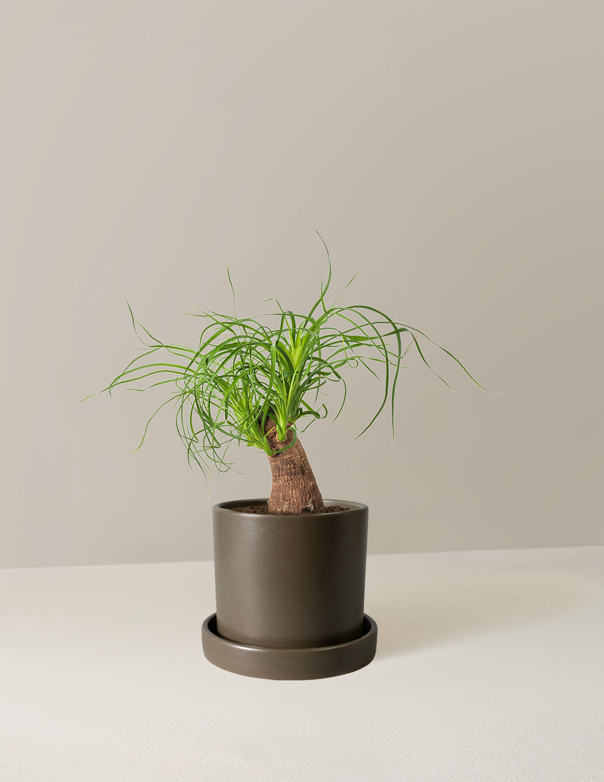 Ponytail Palm