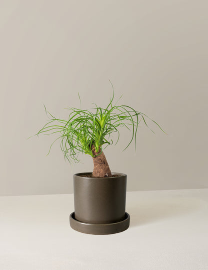Ponytail Palm