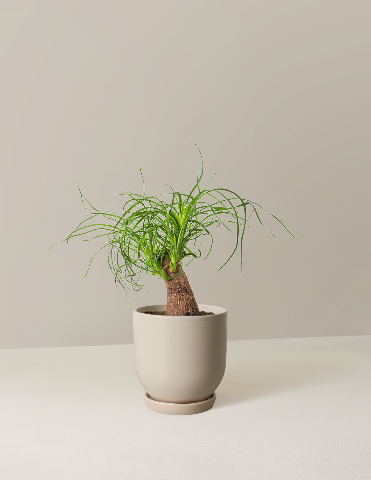 Ponytail Palm