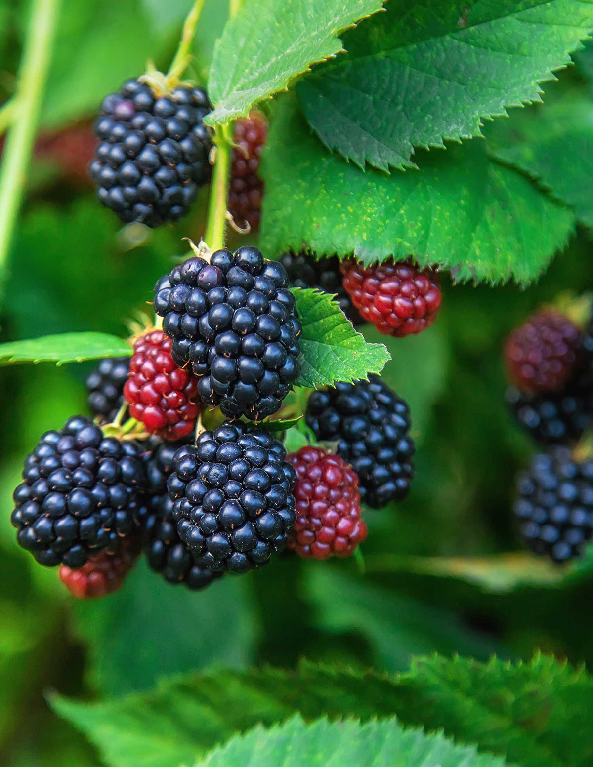 blackberry plants in pots 10-Pack Thornless Blackberry Bush | 2 Gallon - 2-Pack