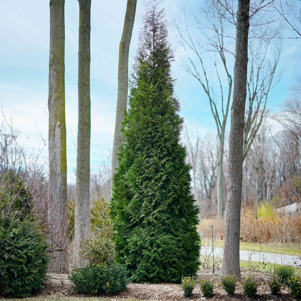 thuja amazon American Pillar Thuja