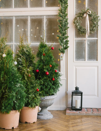 American Pillar Thuja
