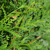 thuja-green-giant-for-sale-transform-your-landscape-with-this-fast