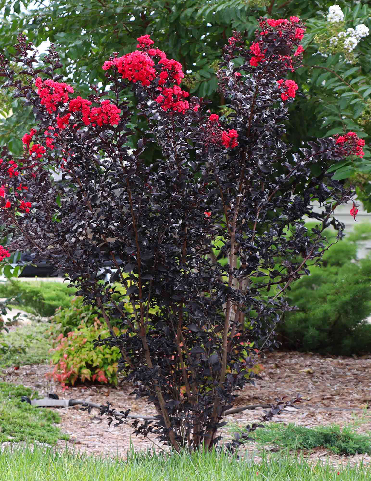 Thunderstruck™ Rumblin' Red™ Crapemyrtle