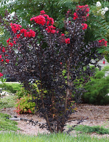 Thunderstruck™ Rumblin' Red™ Crapemyrtle