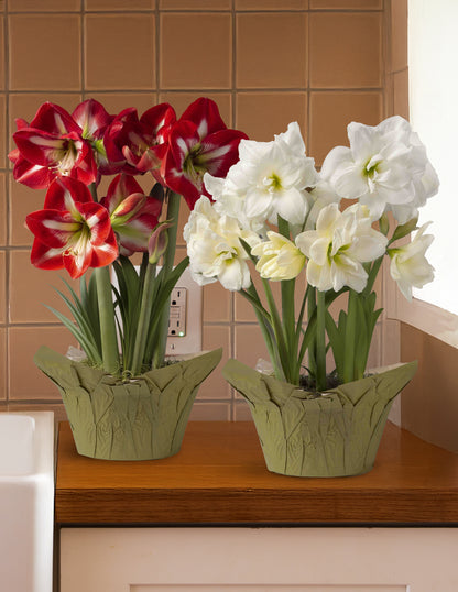 Festive Amaryllis