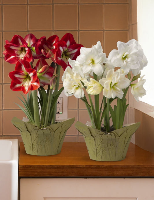 Festive Amaryllis