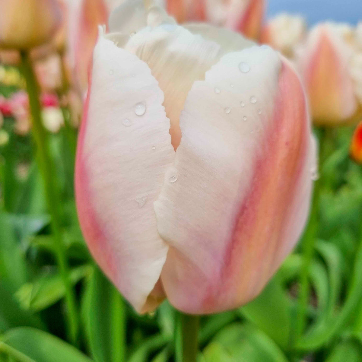 Apricot Pride Darwin Hybrid Tulip