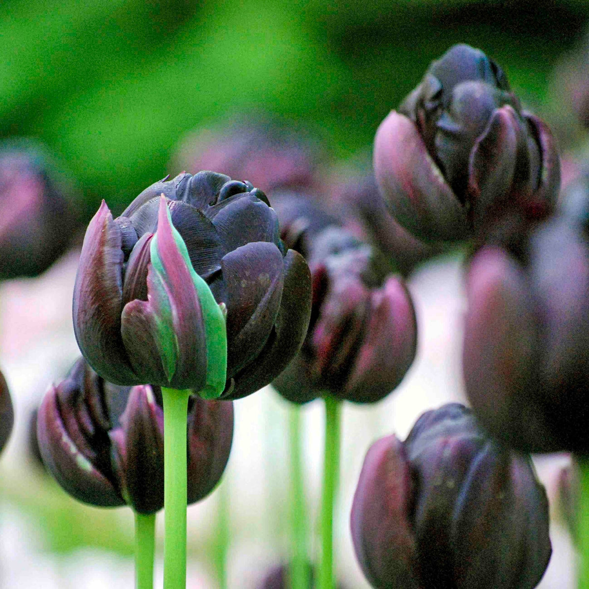 Black Hero Double Peony Tulip